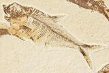 Multiple Fossil Fish Plate (Diplomystus & Knightia) - Wyoming #244191-2